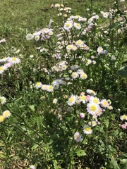 Erigeron philadelphicus