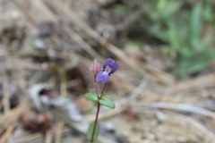 Collinsia callosa