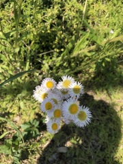 Erigeron