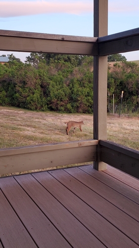 iNaturalist observation photo of Bobcat