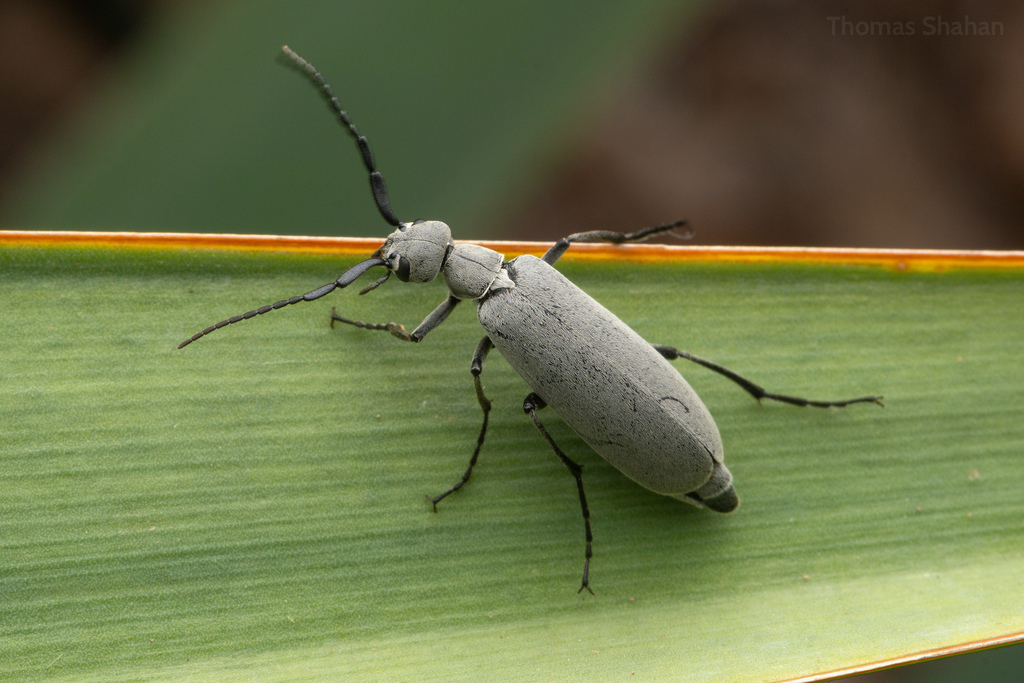 Ashgray blister beetle