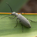 Ashgray Blister Beetle - Photo (c) Thomas Shahan, some rights reserved (CC BY-NC), uploaded by Thomas Shahan