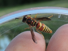 Euodynerus pratensis