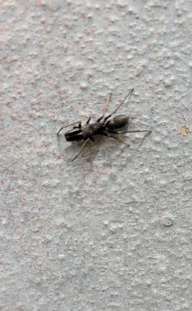 Myrmarachne lugubris