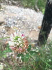Trifolium vesiculosum
