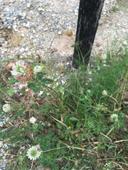 Trifolium vesiculosum