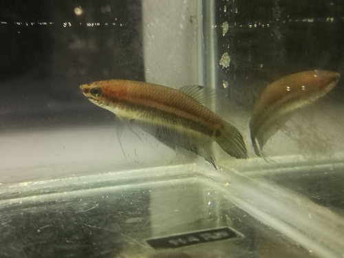 Slender betta (Betta bellica) — Osphronemidae