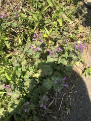Lamium amplexicaule