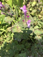 Lamium amplexicaule