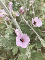 Malacothamnus hallii