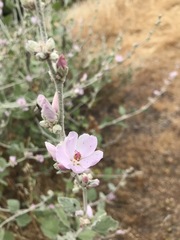 Malacothamnus hallii