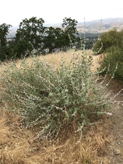 Malacothamnus hallii