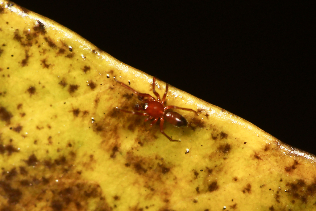 Parameioneta