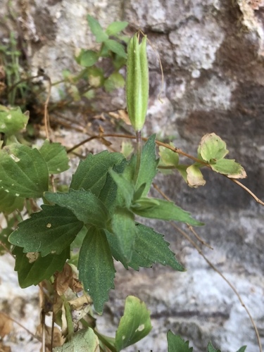 Image of Erythranthe eastwoodiae by (c) Jared Shorma, some rights reserved (CC BY)