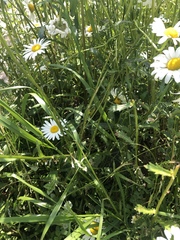 Asteraceae