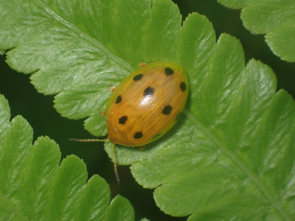 Oides Sp Oides decempunctata from 香港石崗 on May 22, 2024 at 05:55 PM by Wing ...
