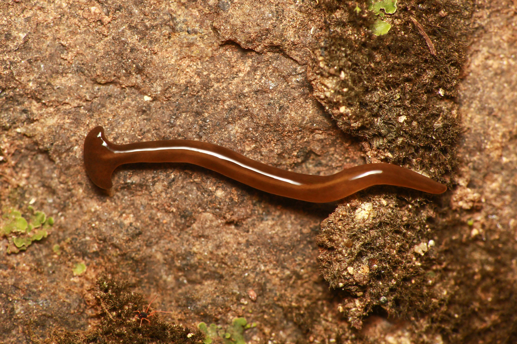 Diversibipalium claviforme