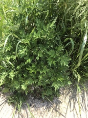 Artemisia princeps