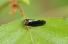 Oncopsis variabilis