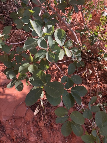 Image of Frangula obovata by (c) Jared Shorma, some rights reserved (CC BY)
