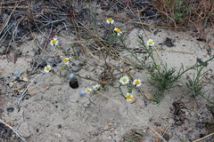 Layia glandulosa