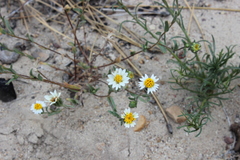Layia glandulosa