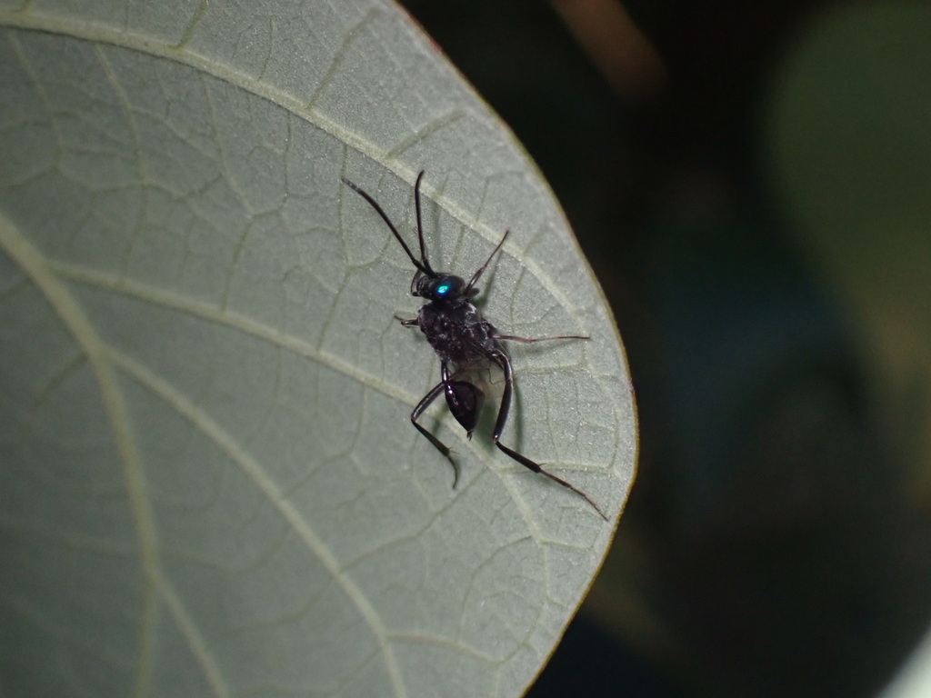 Blue-eyed Ensign Wasp from Brisbane QLD, Australia on May 18, 2024 at ...