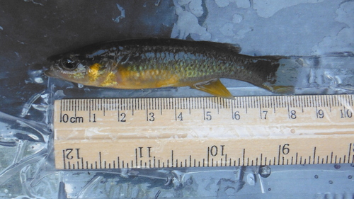 Chiapas Killifish