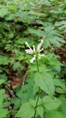 Valeriana pauciflora