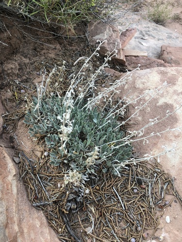 Image of Oreocarya fulvocanescens by (c) Jared Shorma, some rights reserved (CC BY)