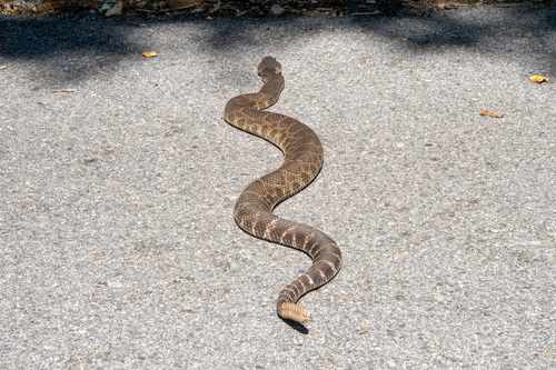 iNaturalist observation photo of Northern Pacific Rattlesnake