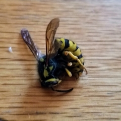 Vespula atropilosa