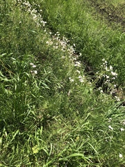 Erigeron philadelphicus