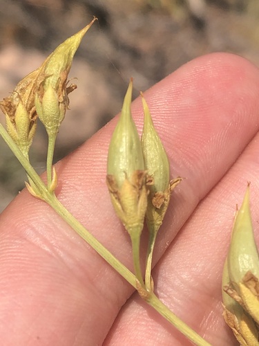 Image of Frasera paniculata by (c) Jared Shorma, some rights reserved (CC BY)