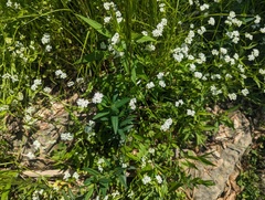 Valerianella umbilicata (Valerianella umbilicata)