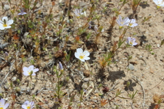 Leptosiphon liniflorus