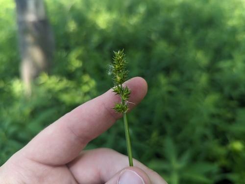 Soft fox sedge (Carex conjuncta)