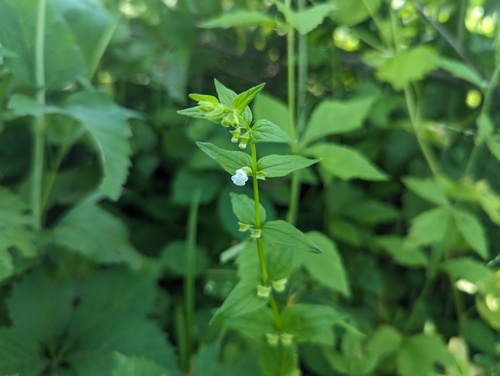 Veined Skullcap (Scutellaria nervosa)