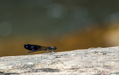 Aristocypha fenestrella