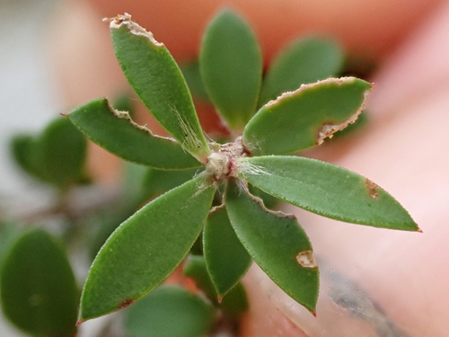 Image of Kunzea serotina by (c) Benjamin Lavin, some rights reserved (CC BY)