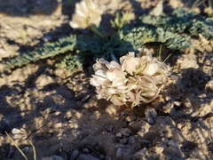 Vesper purpurascens