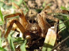 Polybetes rapidus