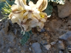 Vesper purpurascens