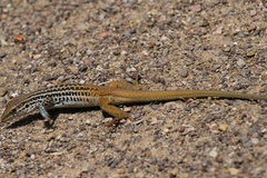 Aspidoscelis scalaris