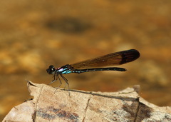 Heliocypha biforata