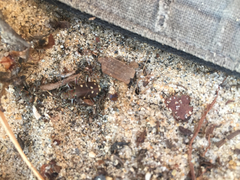 Cicindela oregona oregona