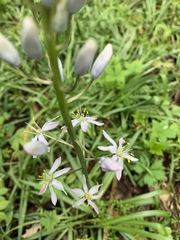 Camassia scilloides