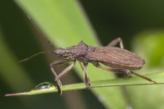 Lisarda rhypara