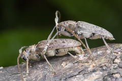 Acalolepta rusticatrix