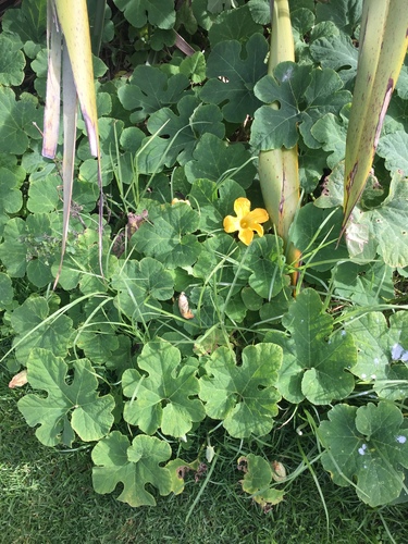 Cucurbita ficifolia
